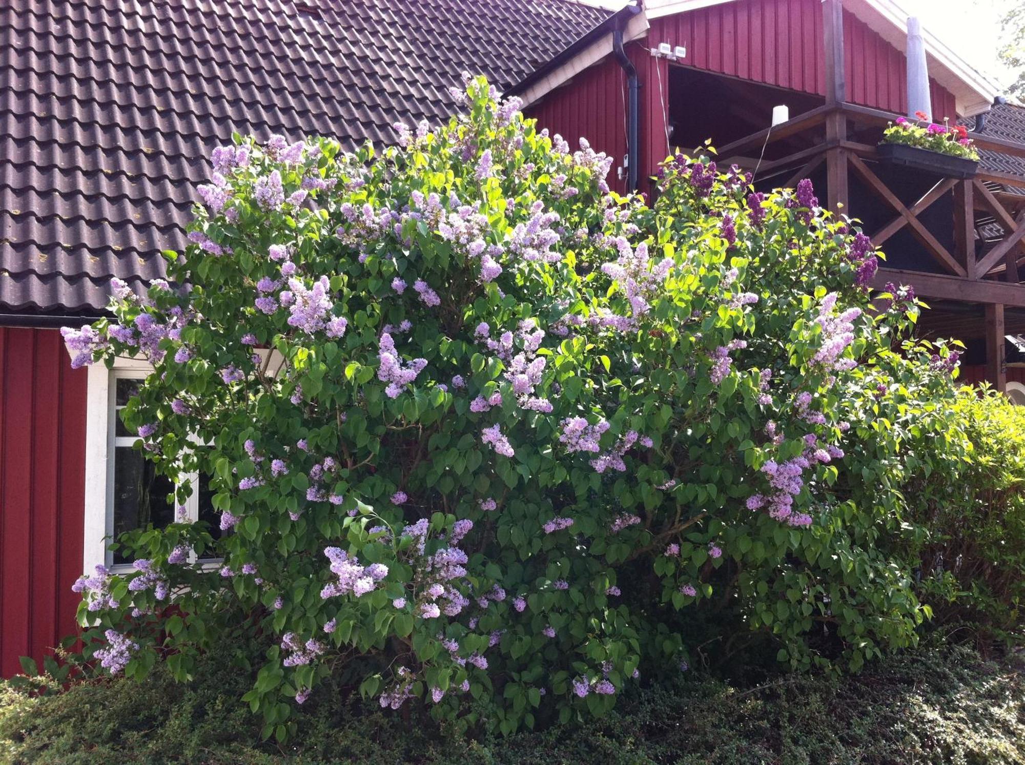 Mattisgarden Bed & Breakfast Östra Ljungby Exterior foto